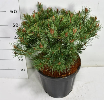 Tall – Pinus sylvestris &