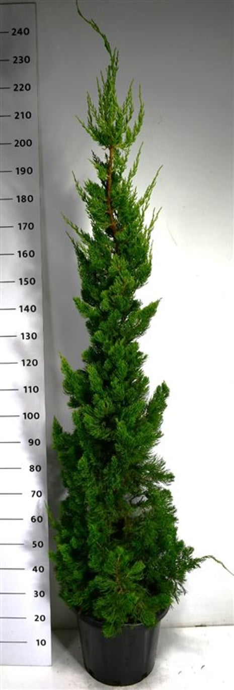 Kinesisk en – Juniperus chinensis &