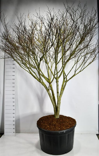 Japansk lönn – Acer palmatum &