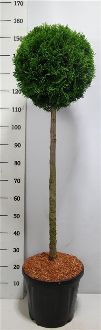 Thuja – Thuja occidentalis &