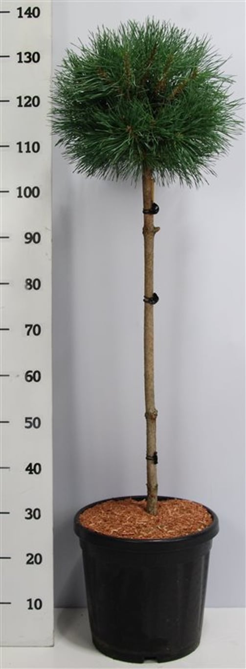 Tall – Pinus sylvestris &