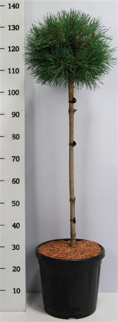 Tall – Pinus sylvestris &