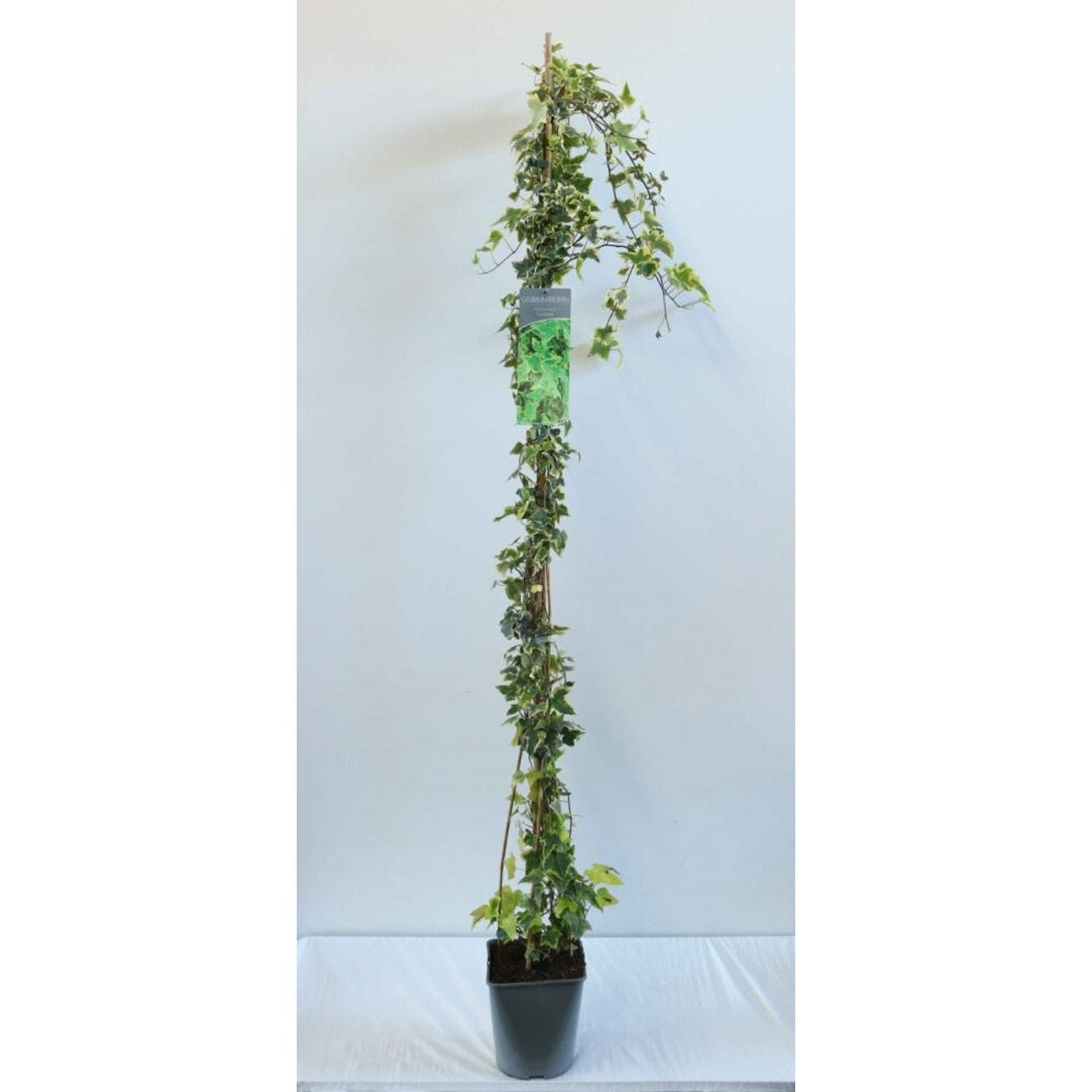 Murgröna – Hedera helix 'Goldchild' - C5 125-175 CM Stick