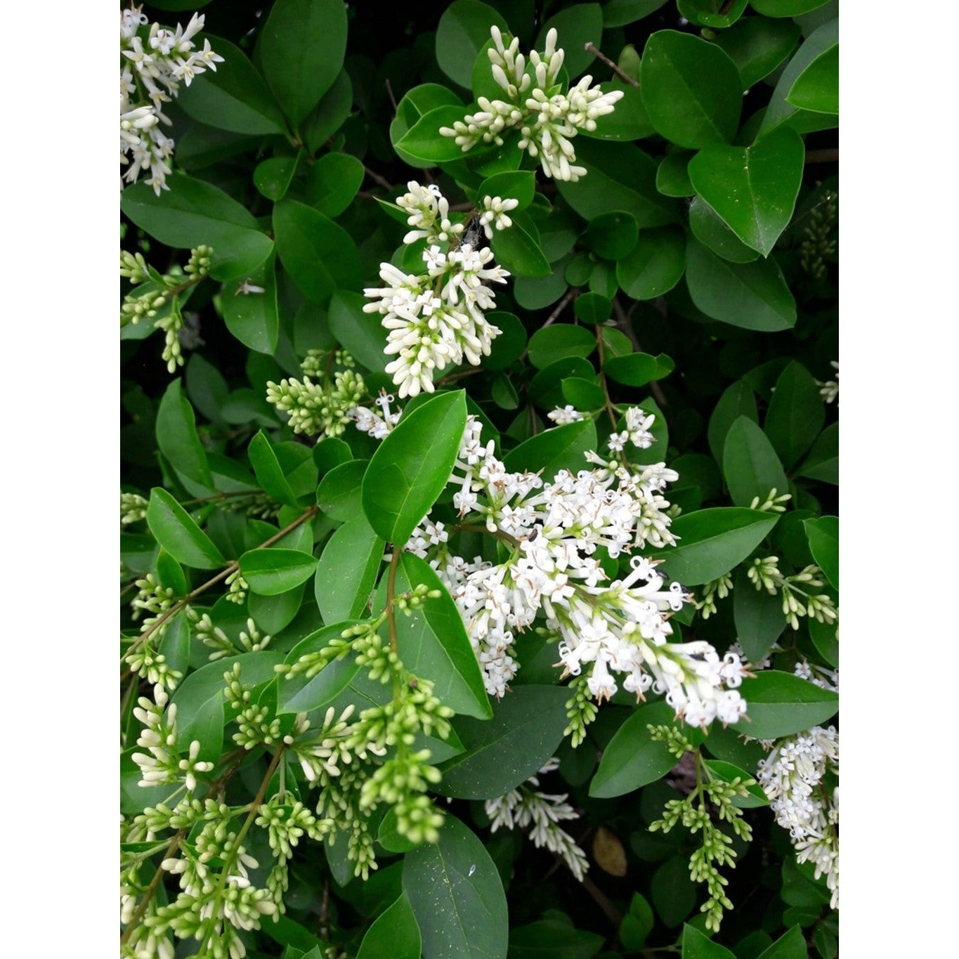Liguster – Ligustrum vulgare - 40-60 CM bare root 0/2  2-3 branche