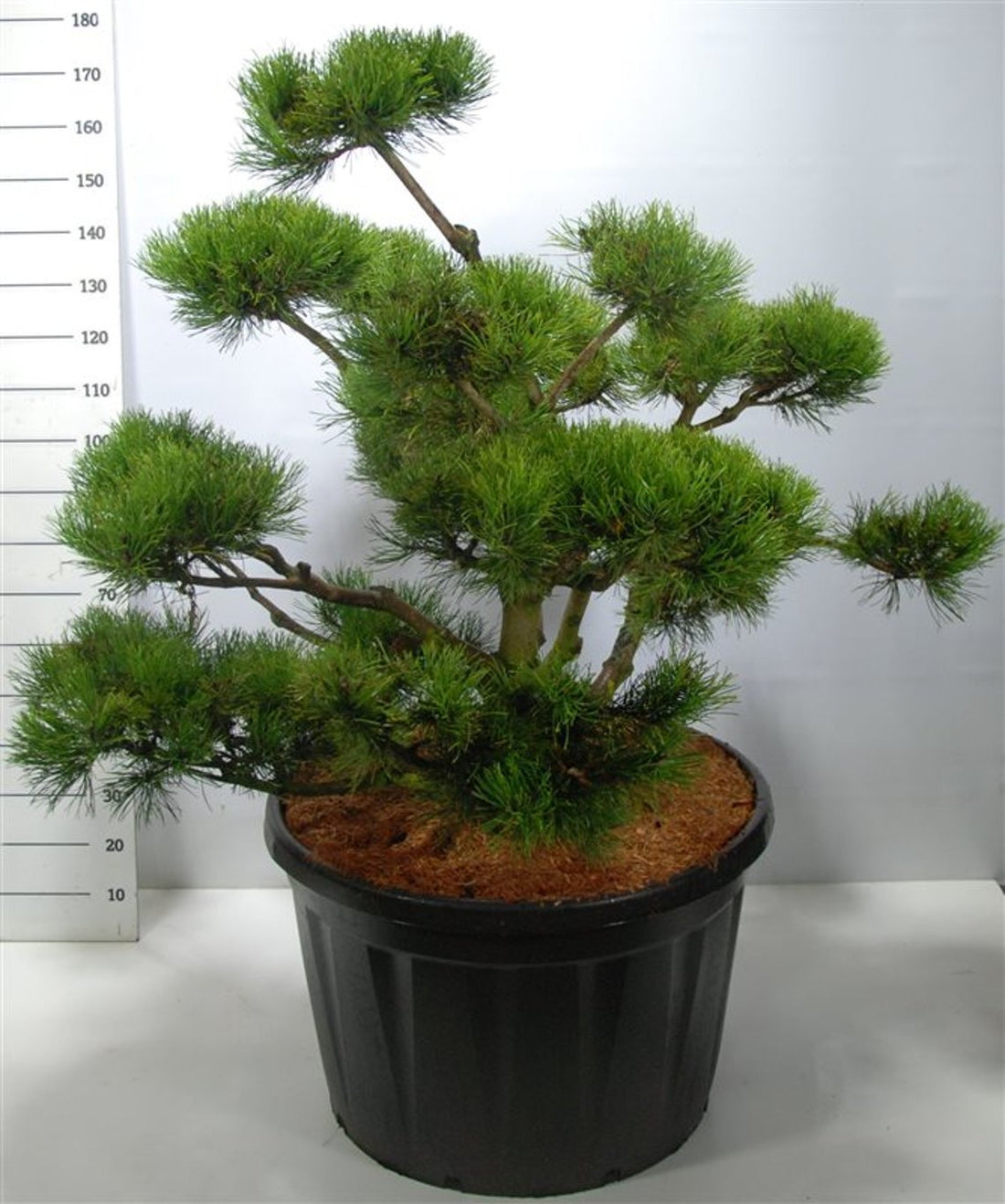 Bergtall – Pinus mugo - C230 120-140 cm. Bonsai