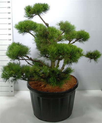 Bergtall – Pinus mugo - C230 120-140 cm. Bonsai