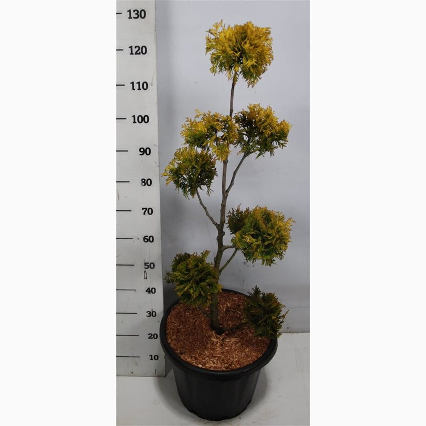 Thuja – Thuja occidentalis 'Yellow Ribbon' - 80-100 CM PonPon Cont.