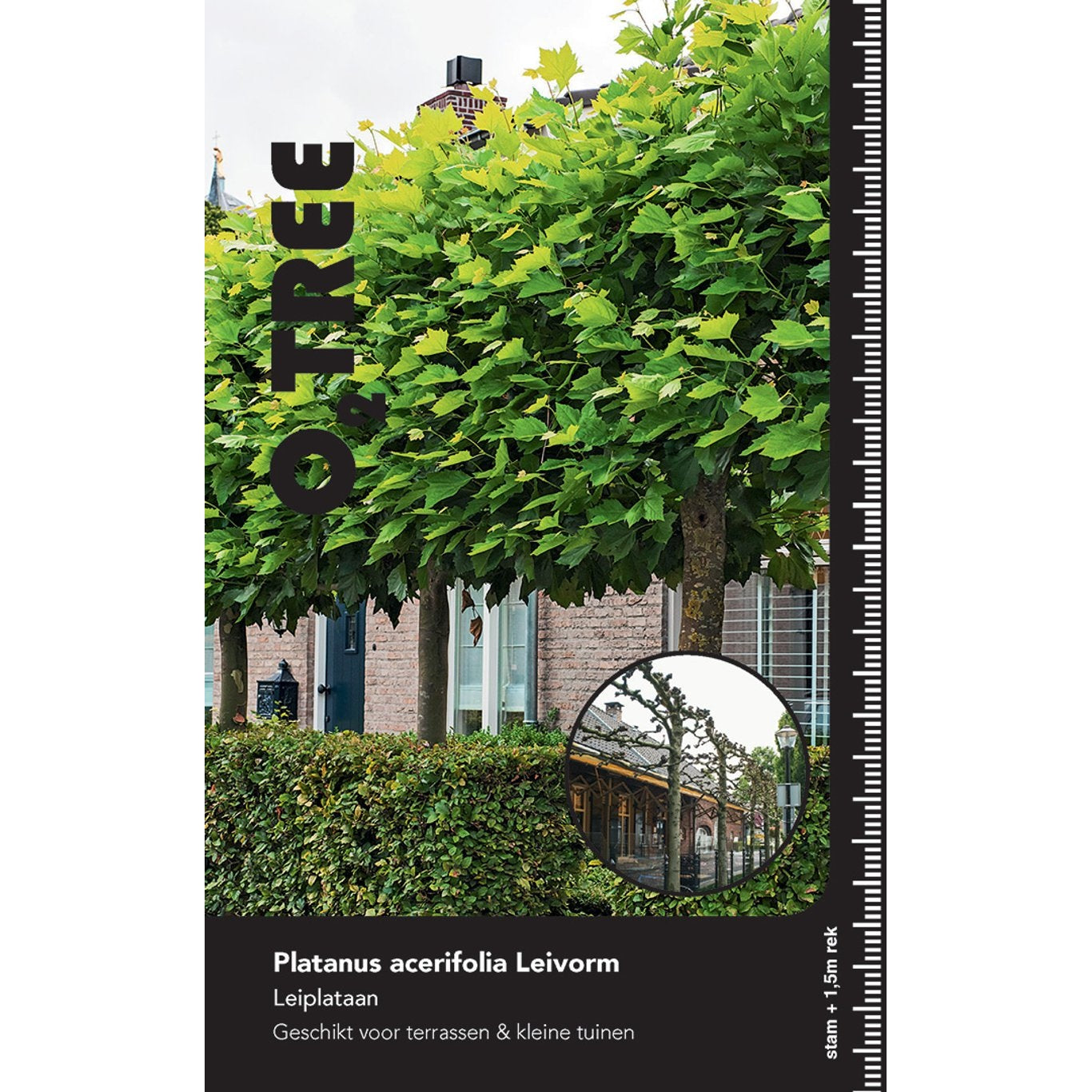 Sykomorlönn – Platanus acerifolia (= Platanus hispanica); - 25/30 HO/ST Espalier Cont.