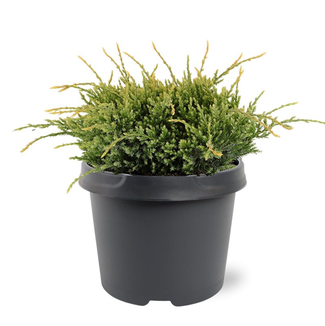 Fjäll-en – Juniperus squamata 'Holger' - C3 20-25 CM