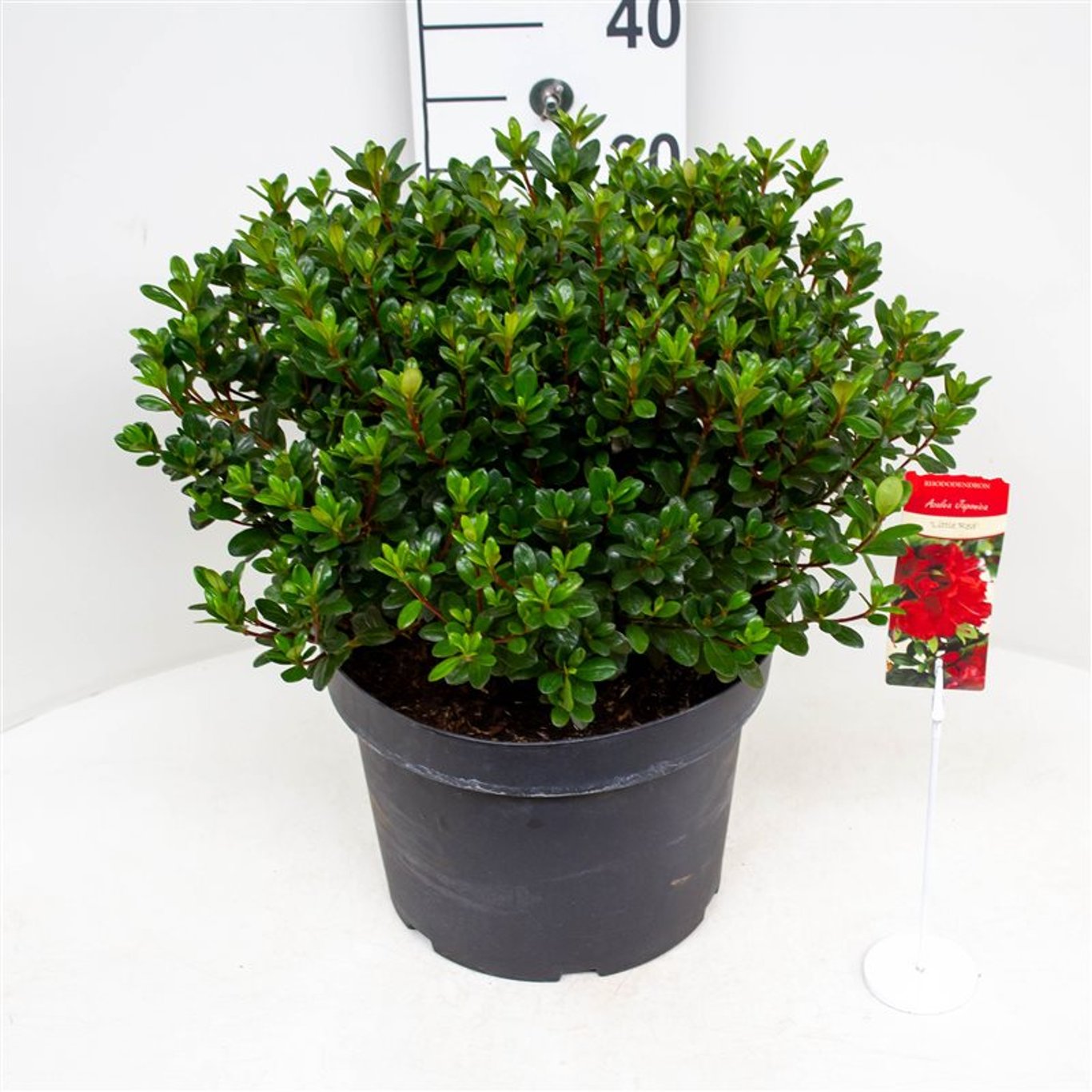 Rhododendron – Rhododendron 'Little Red' - C10 40-50 CM