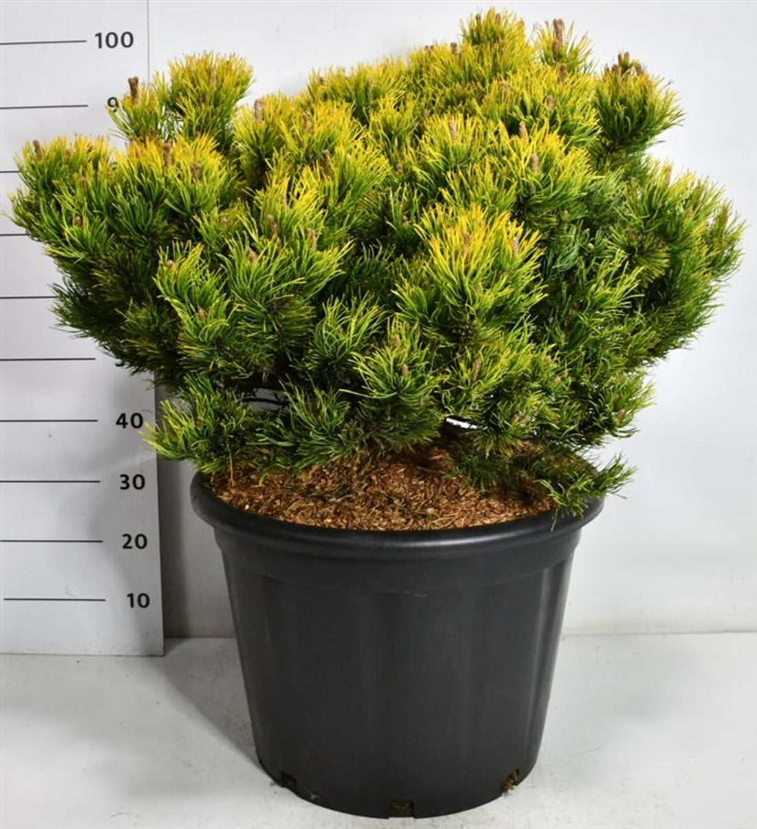 Bergtall – Pinus mugo &