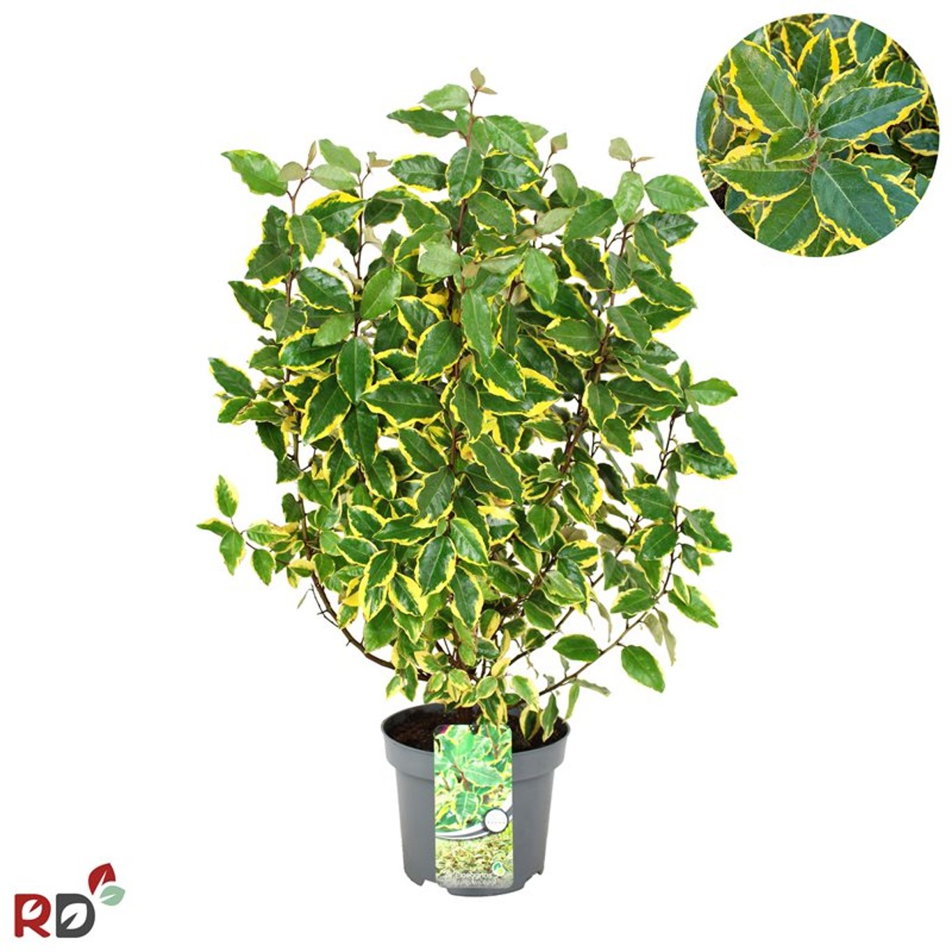 Silverbuske – Elaeagnus ebbingei 'Viveleg' - C5 60-80 CM