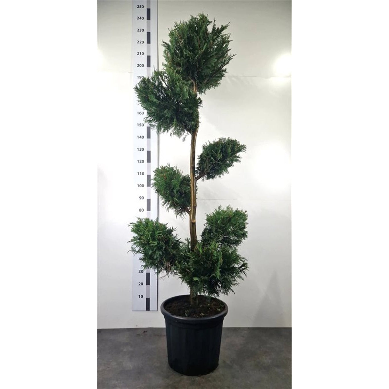 Leylandcypress – Cupressocyparis leylandii - 180-200 CM PonPon Cont.