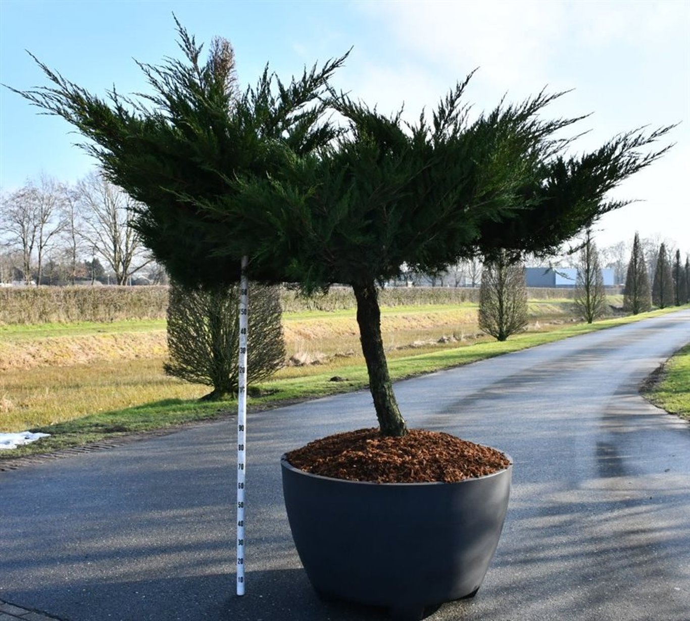 Pfitzer-en – Juniperus pfitzeriana &