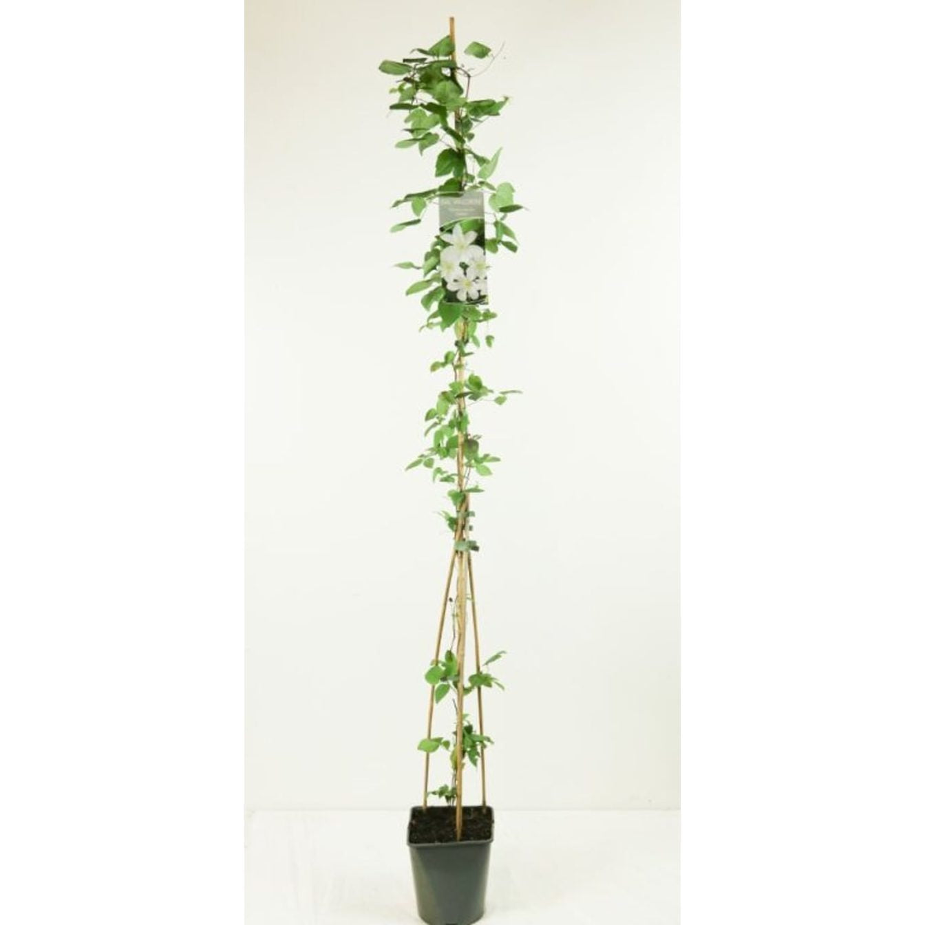 Klematis – Clematis 'Huldine' - C5 125-175 CM Stick