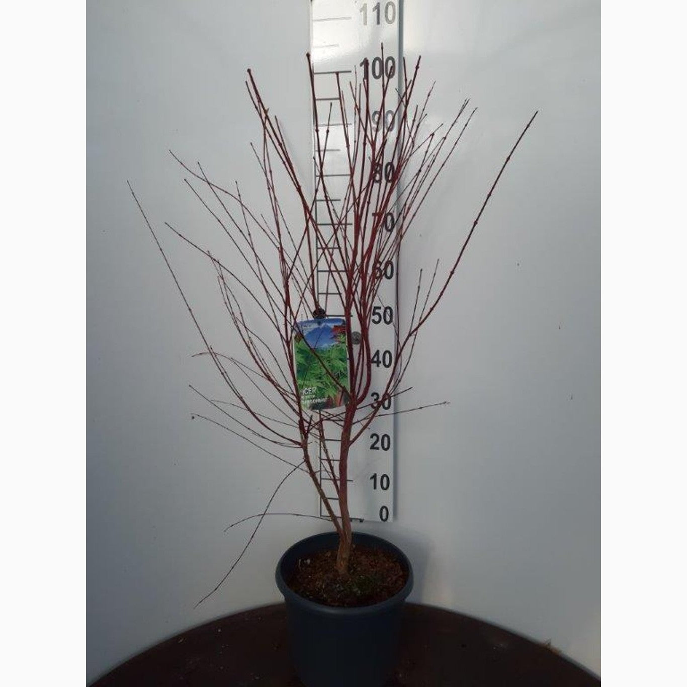 Japansk lönn – Acer pal. 'Sangokaku' - C10 80-100 CM