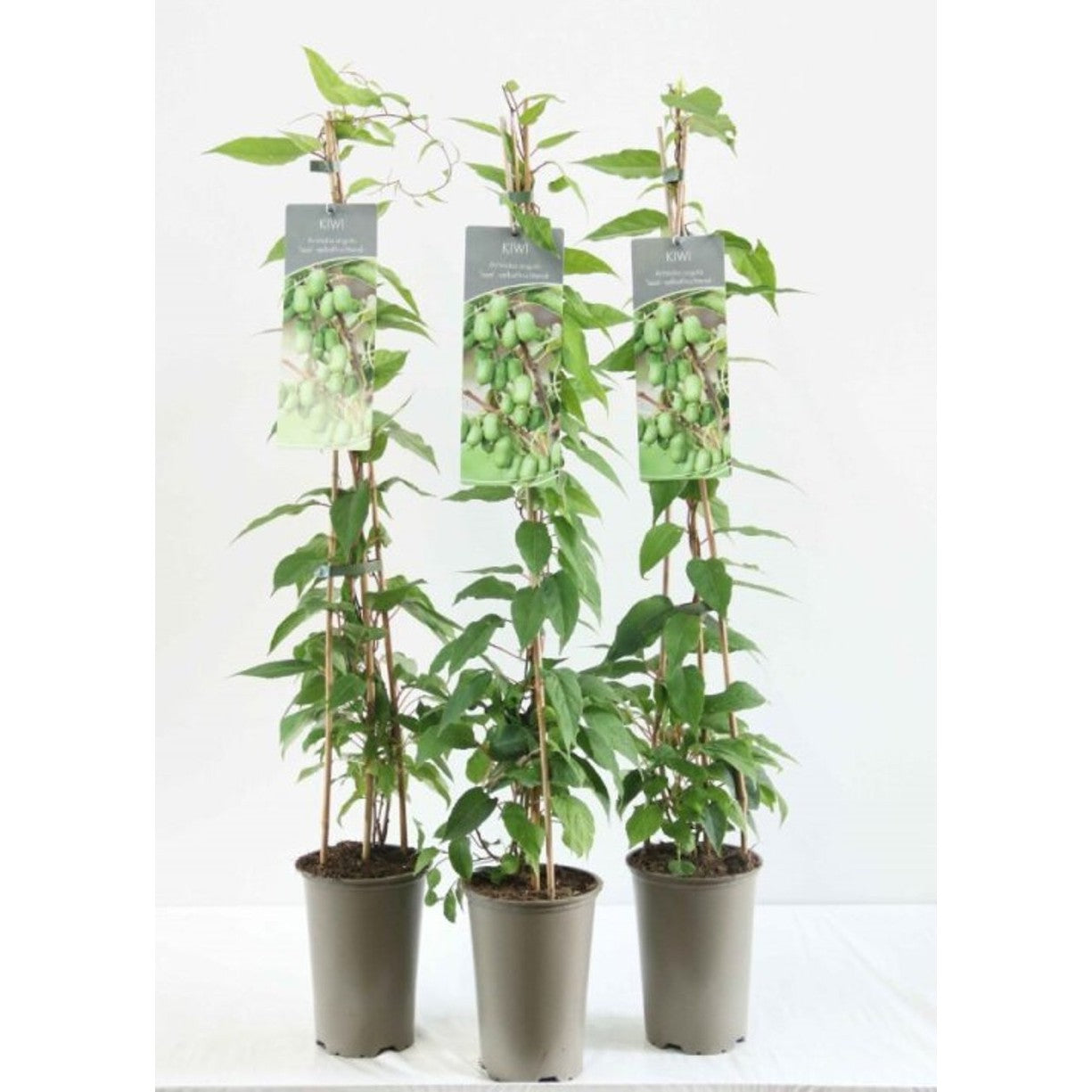 Minikiwi – Actinidia a. 'Issai' - C2 60-80 CM Stick