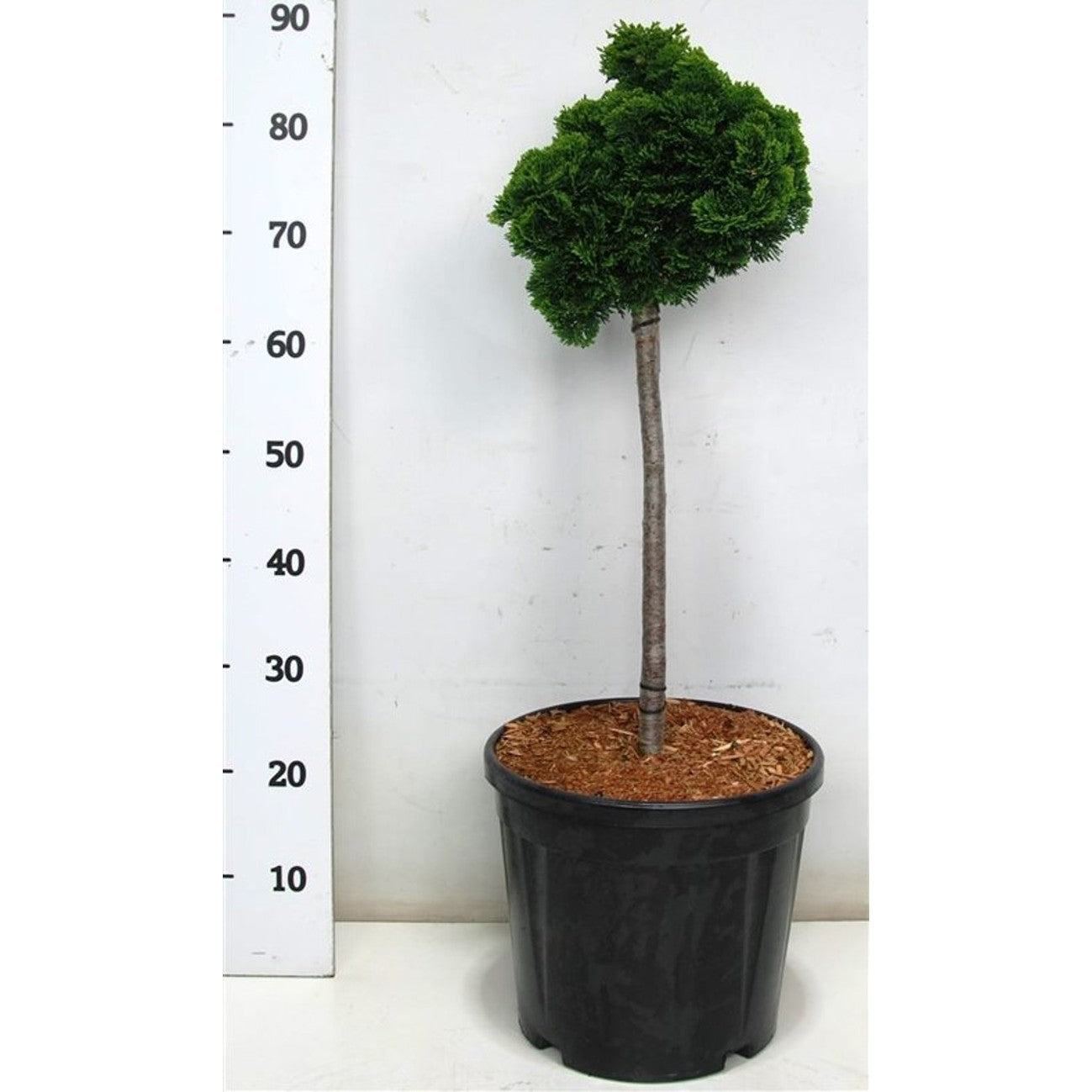 Ädelcypress – Chamaecyparis obtusa 'Nana Gracilis' - C13 40 cm. Stam