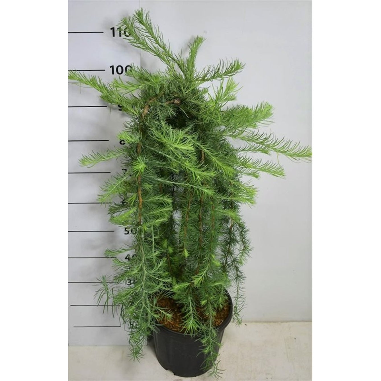 Japansk lärk – Larix kaempferi 'Stiff Weeper' - C13 60 cm. Stam