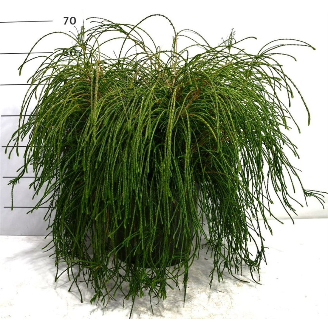 Thuja – Thuja plicata &