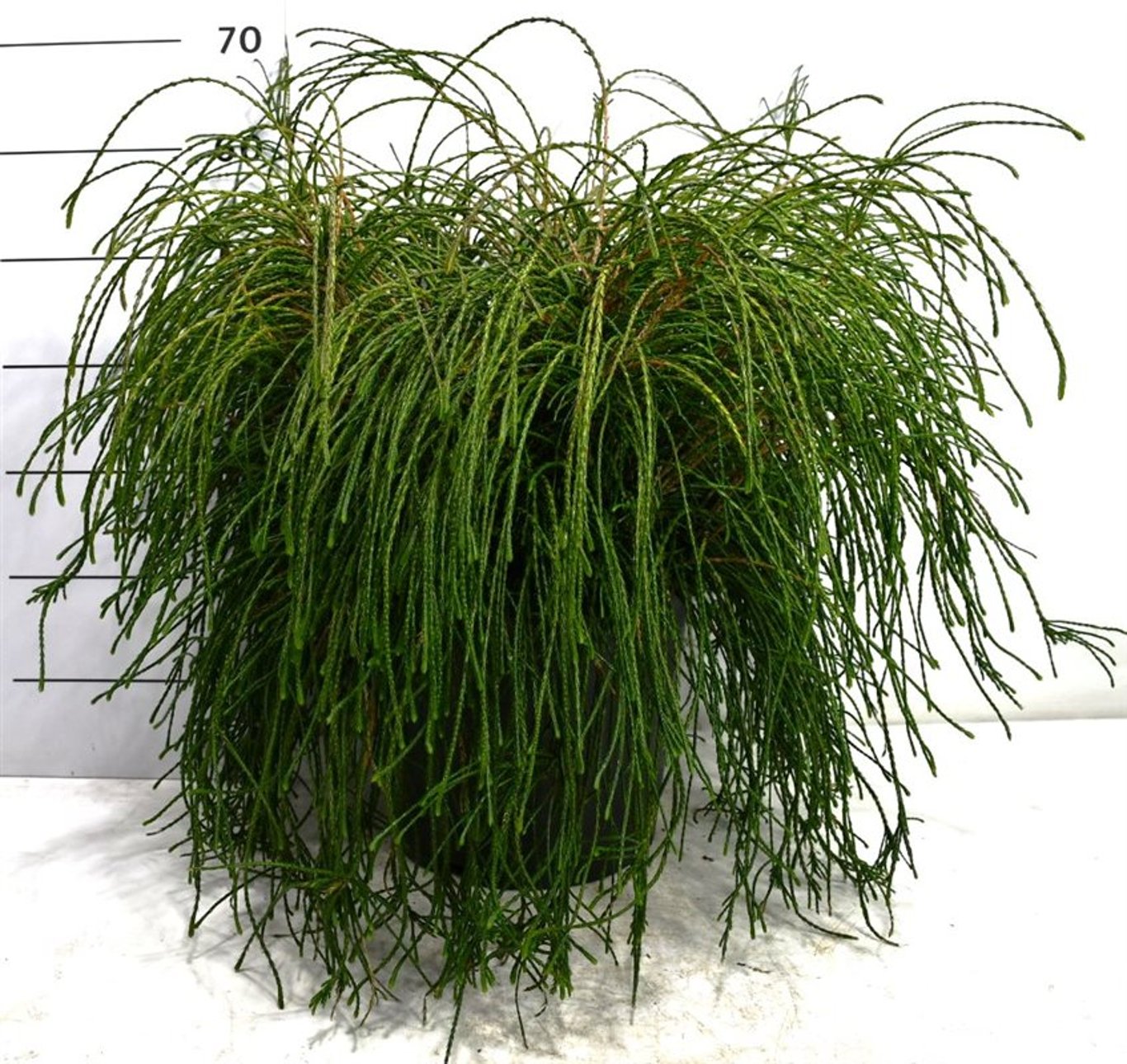 Thuja – Thuja plicata 'Whipcord' - C25 50-60 cm.