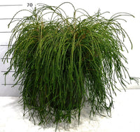 Thuja – Thuja plicata 'Whipcord' - C25 50-60 cm.