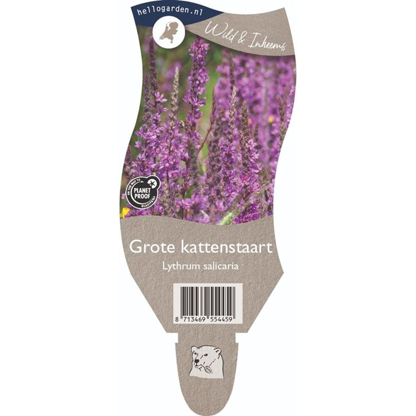 Fackelblomster – Lythrum salicaria - P11