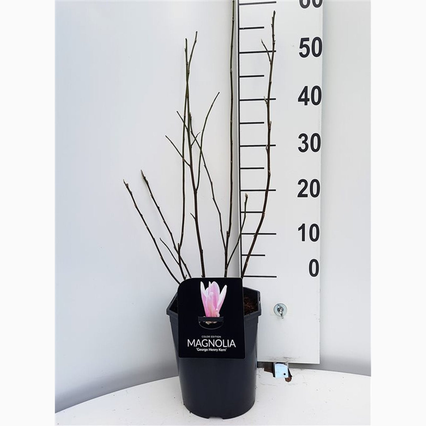 Magnolia – Magnolia 'George Henry Kern' - C5 50-60 CM