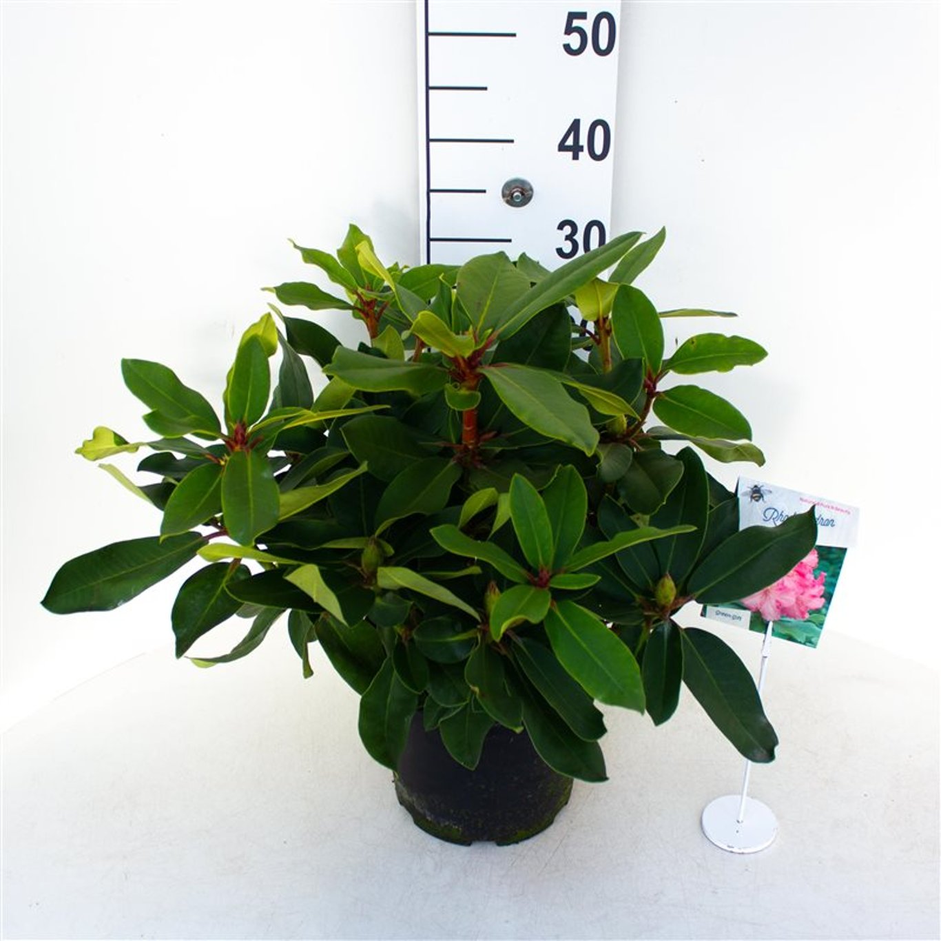 Rhododendron – Rhododendron Anastasia - C5 30-40 CM