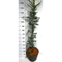Libanonceder – Cedrus libani 'Glauca' - C12 100-125 cm.