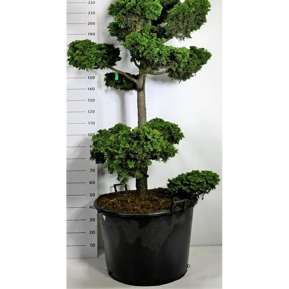 Ädelcypress – Chamaecyparis obtusa 'Contorta' - C160 175-200 cm. Bonsai