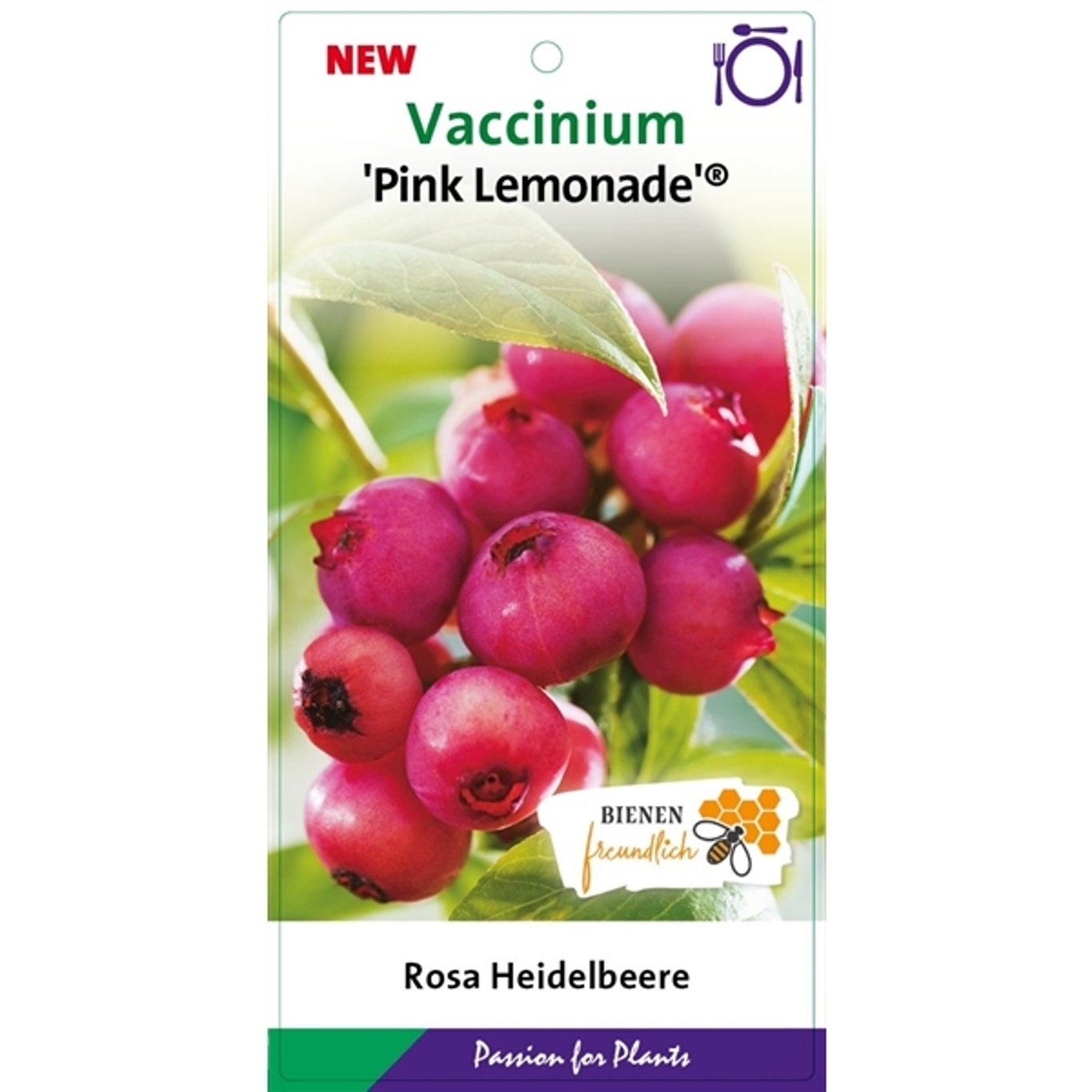 Trädgårdsblåbär – Vaccinium corymbosum 'Pink Lemonade' - C5 40-60 CM