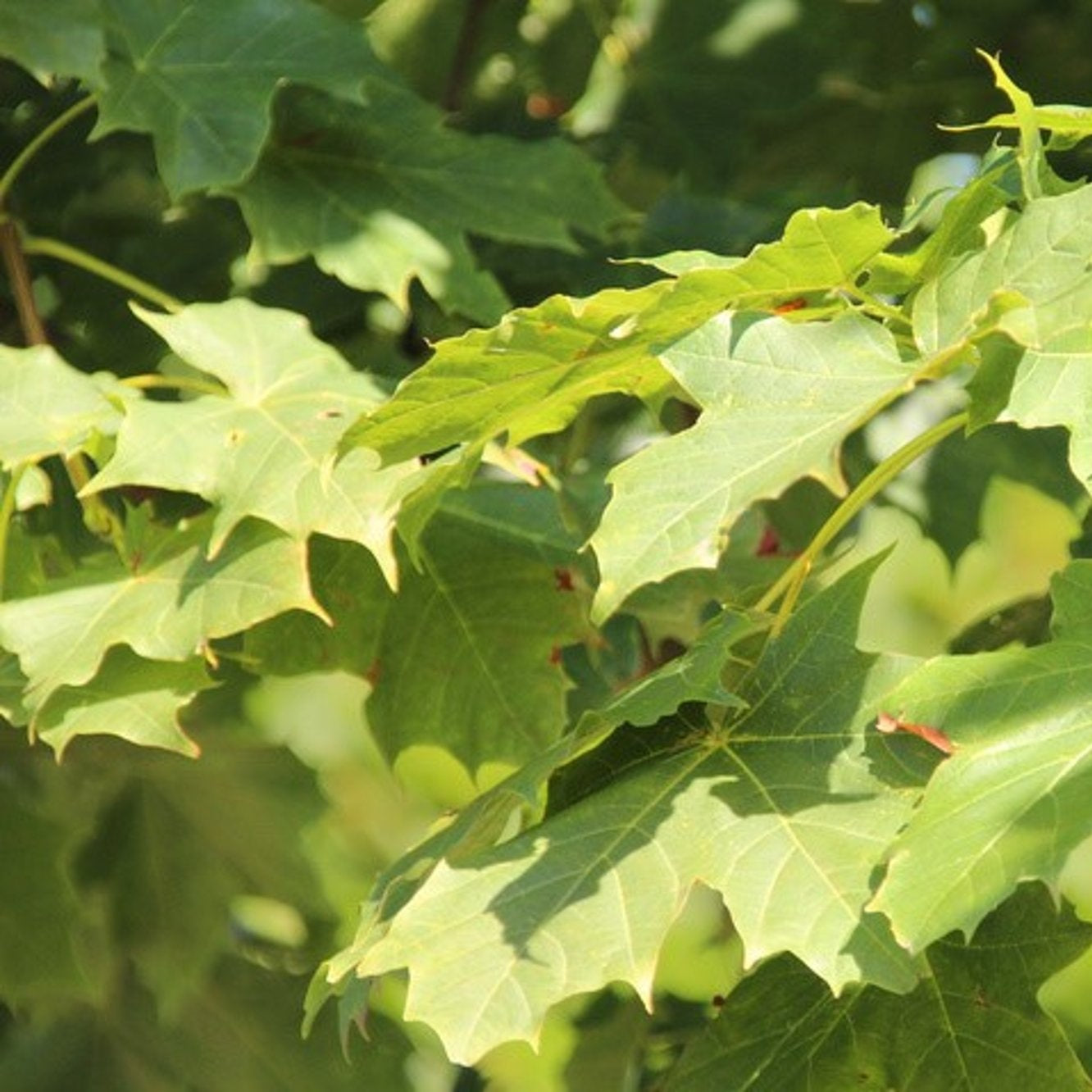 Skogslönn – Acer plat. 'Cleveland' - 12/14 RB