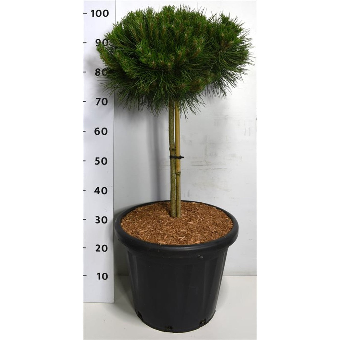 Svarttall – Pinus nigra 'Bambino' - 40 CM Stem Cont.