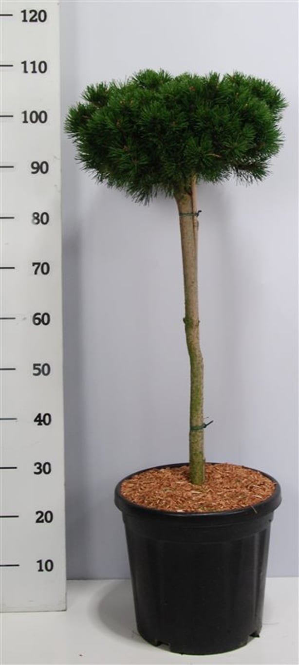 Bergtall – Pinus mugo &