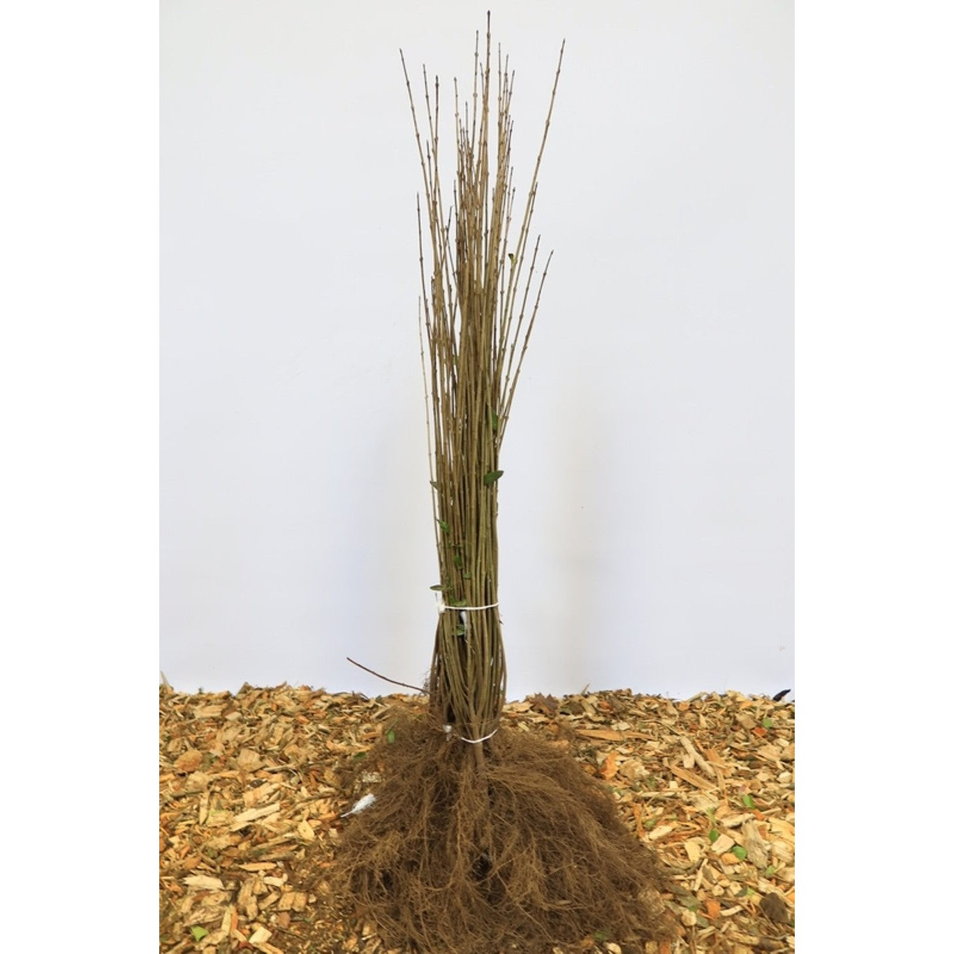 Liguster – Ligustrum vulgare - 40-60 CM bare root 0/1   2-3 branche