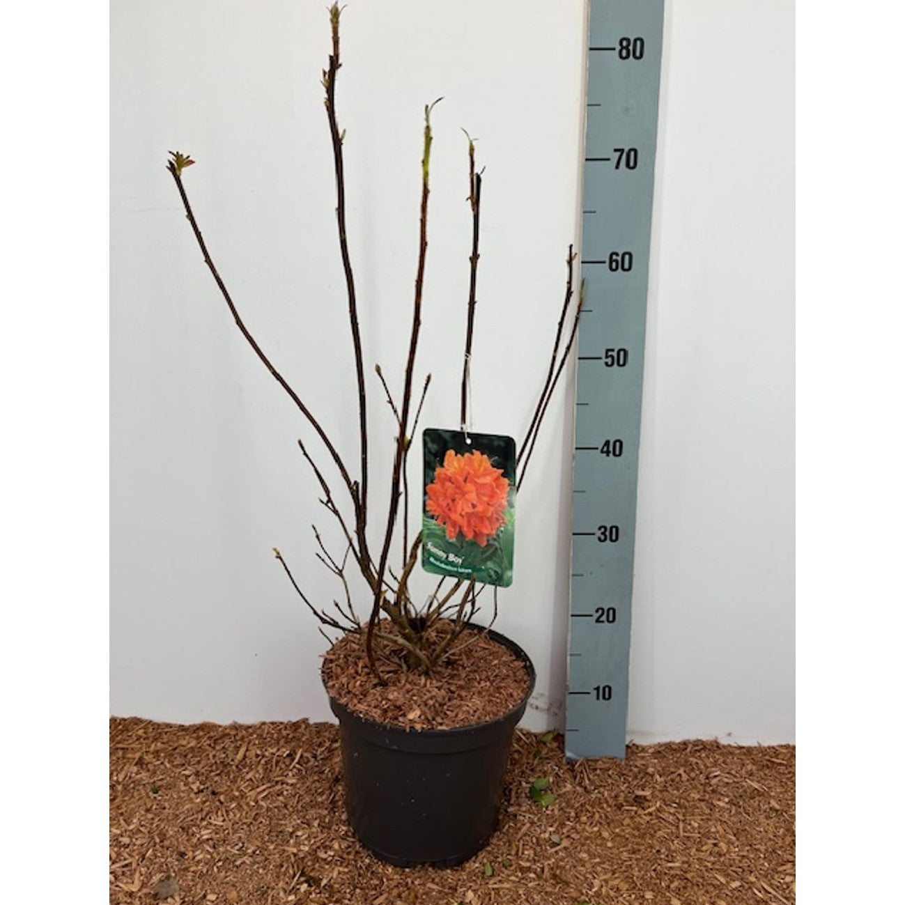 Rhododendron – Rhododendron (AZ); 'Sunny Boy' - C5 30-40 CM