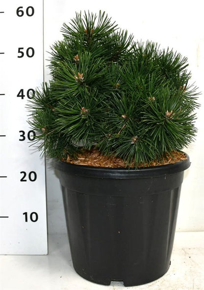 Bergtall – Pinus mugo &