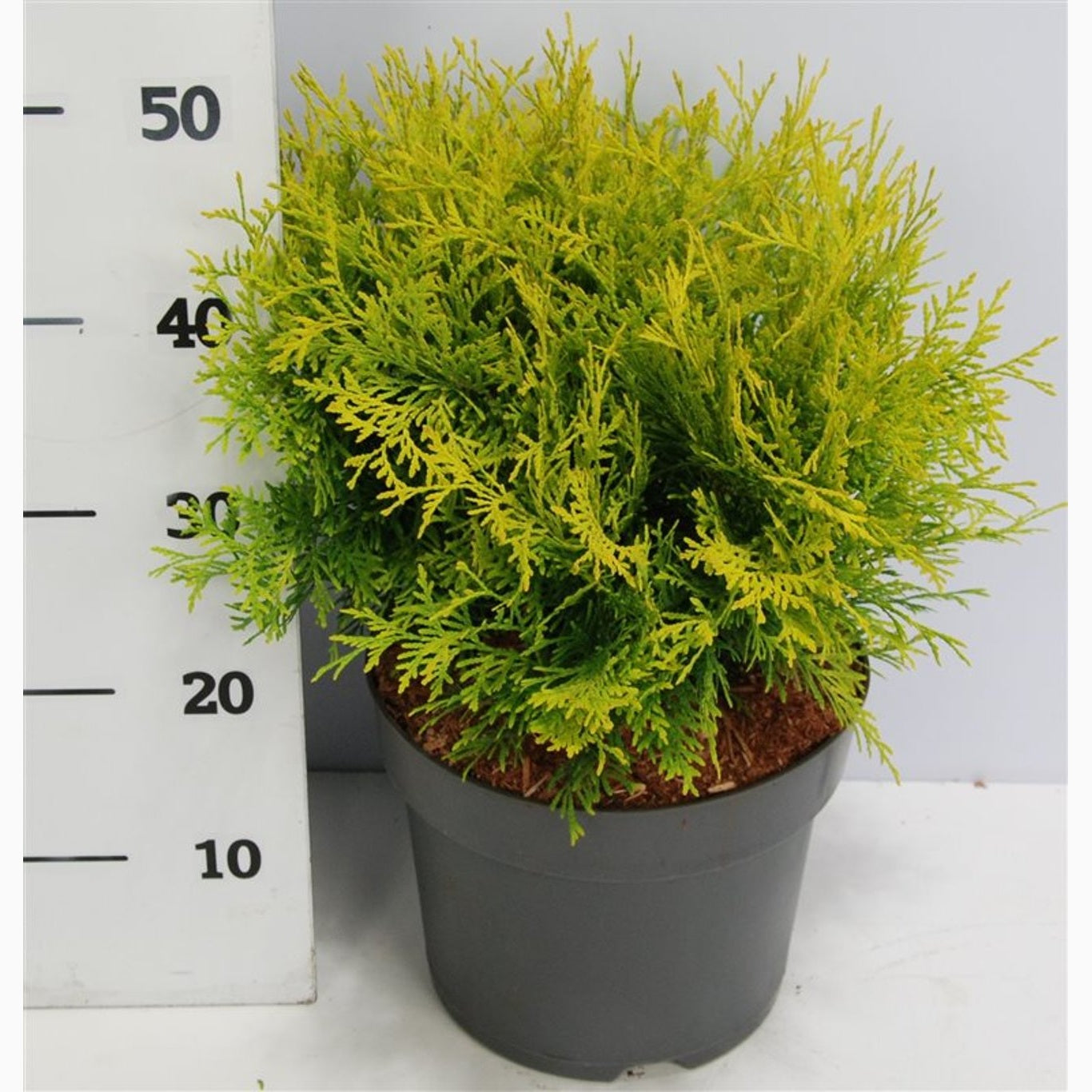Thuja – Thuja occidentalis 'Golden Globe' - C7.5 30-40 CM