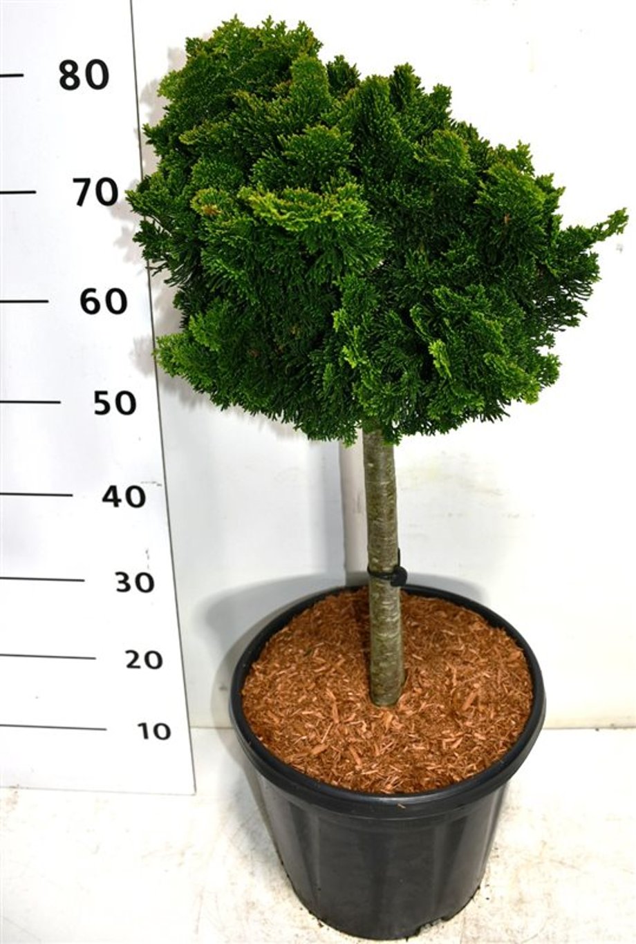 Ädelcypress – Chamaecyparis obtusa 'Nana Gracilis' - C13 40 cm. Stam