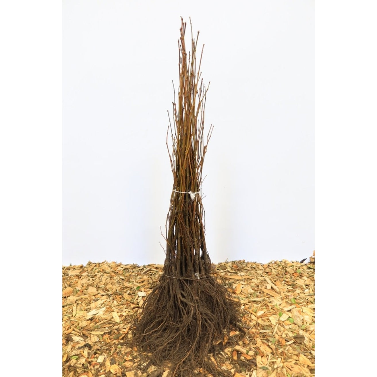 Sykomorlönn – Platanus acerifolia (= Platanus hispanica); - 60-100 CM bare root 1/1