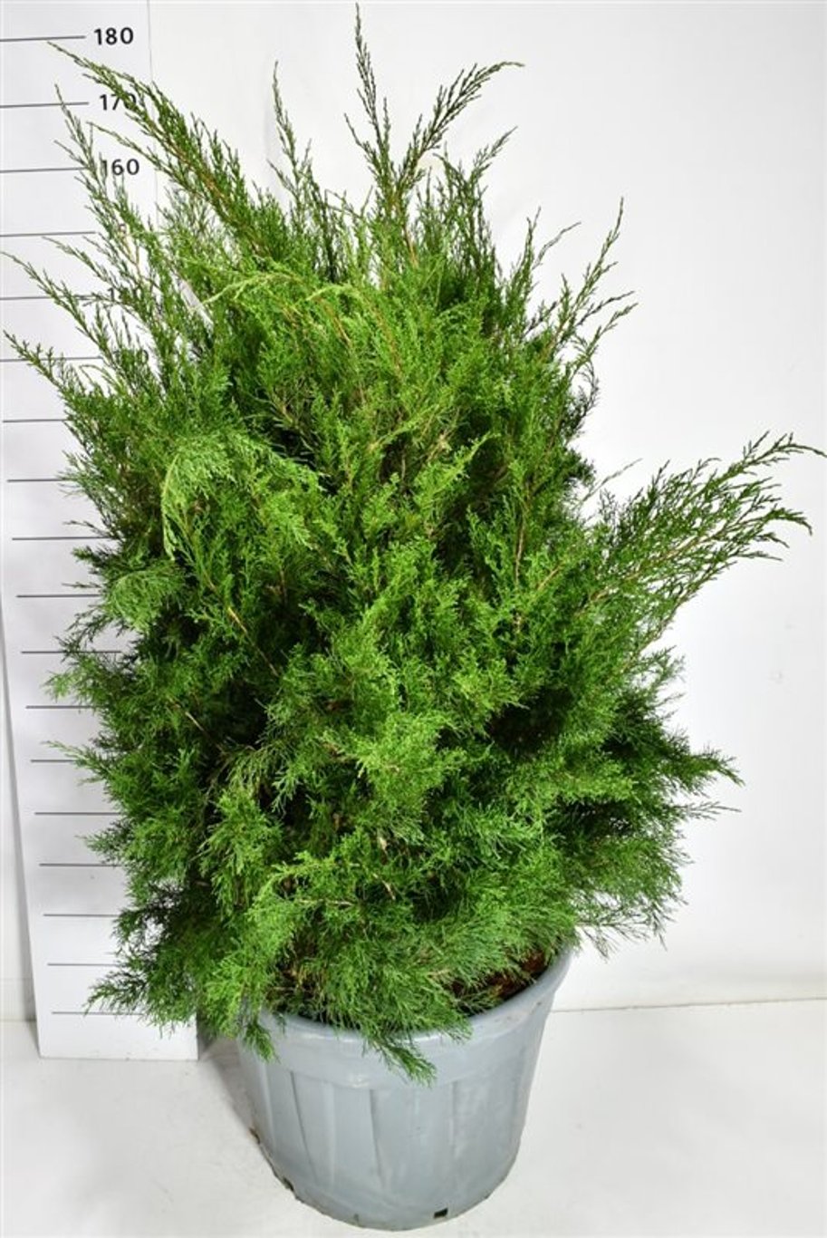 Pfitzer-en – Juniperus pfitzeriana &