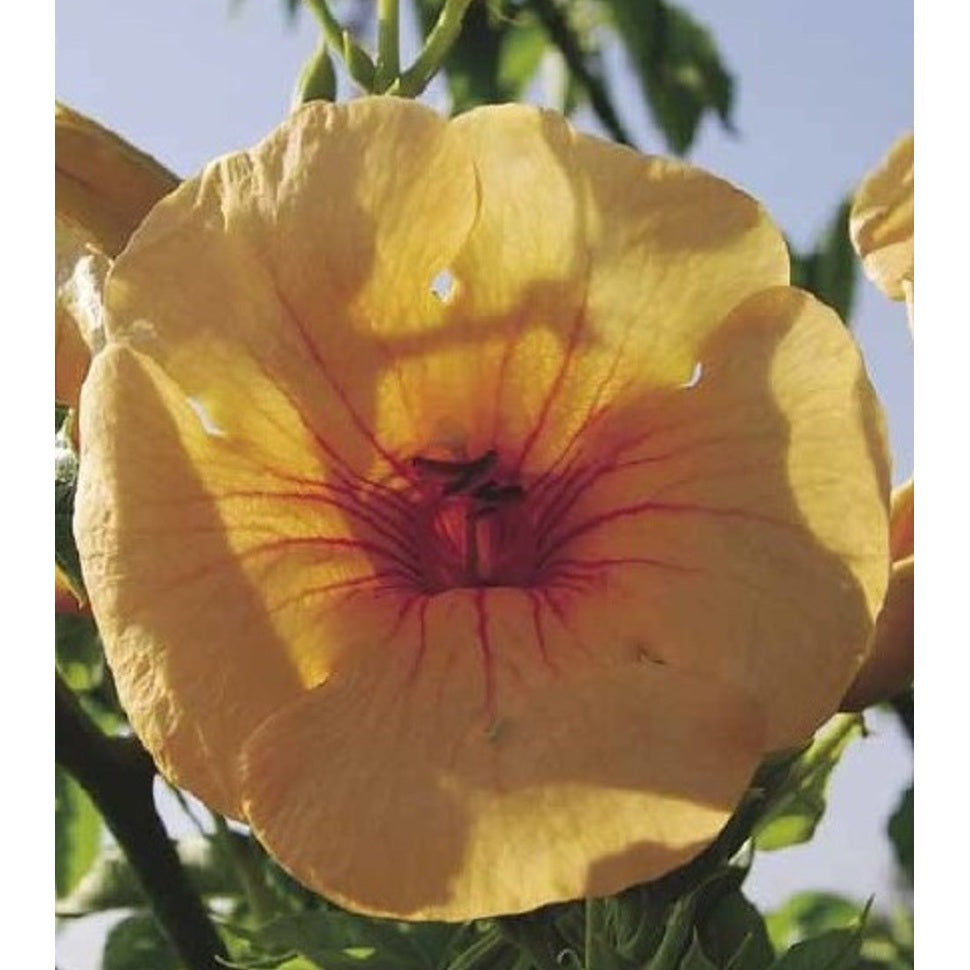 Trumpetranka – Campsis tagliabuana 'Golden Trumpet' - 80 CM Stem C10