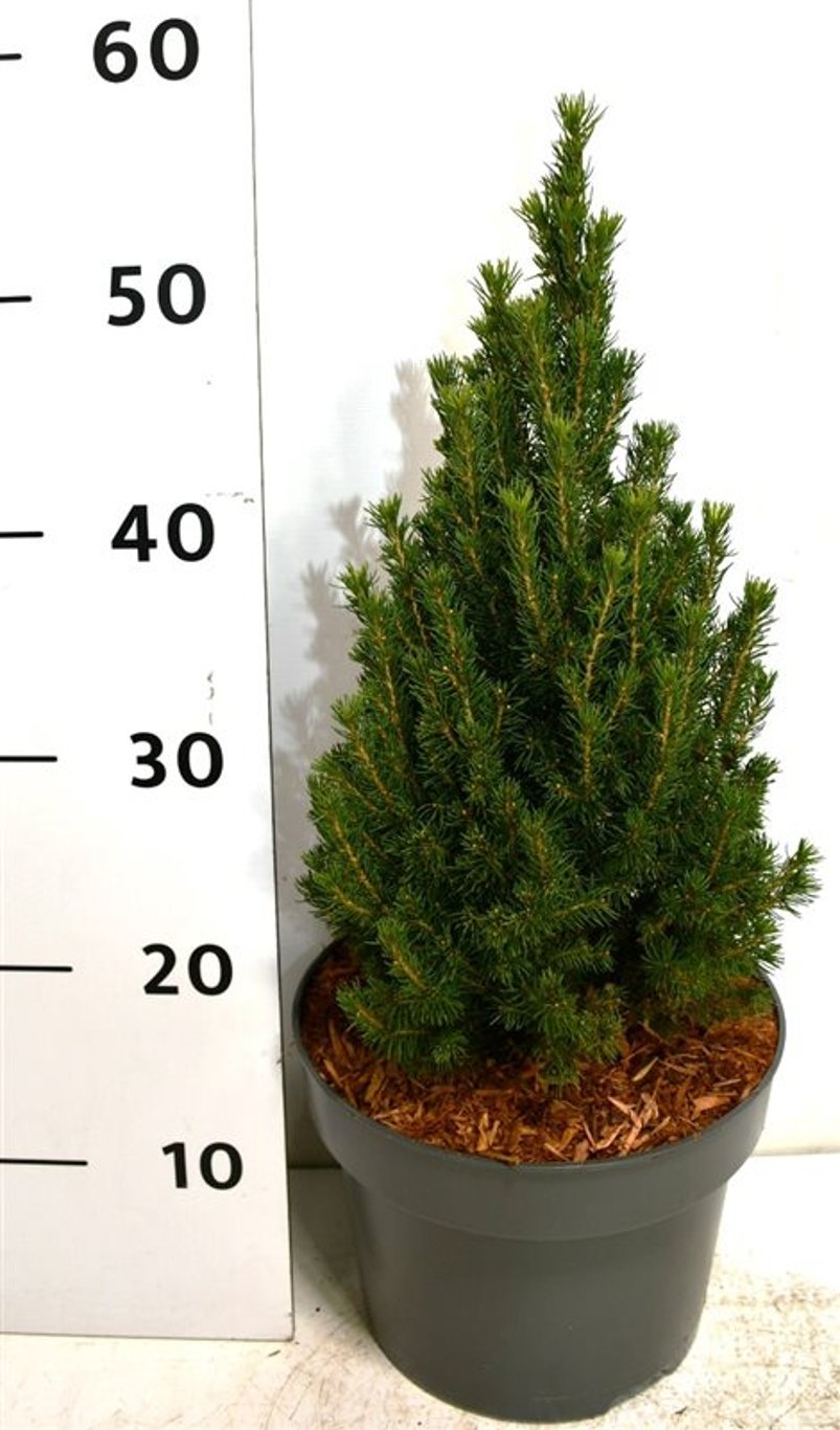 Albertagran – Picea glauca 'Zuckerhut' - C5 40-45 cm.