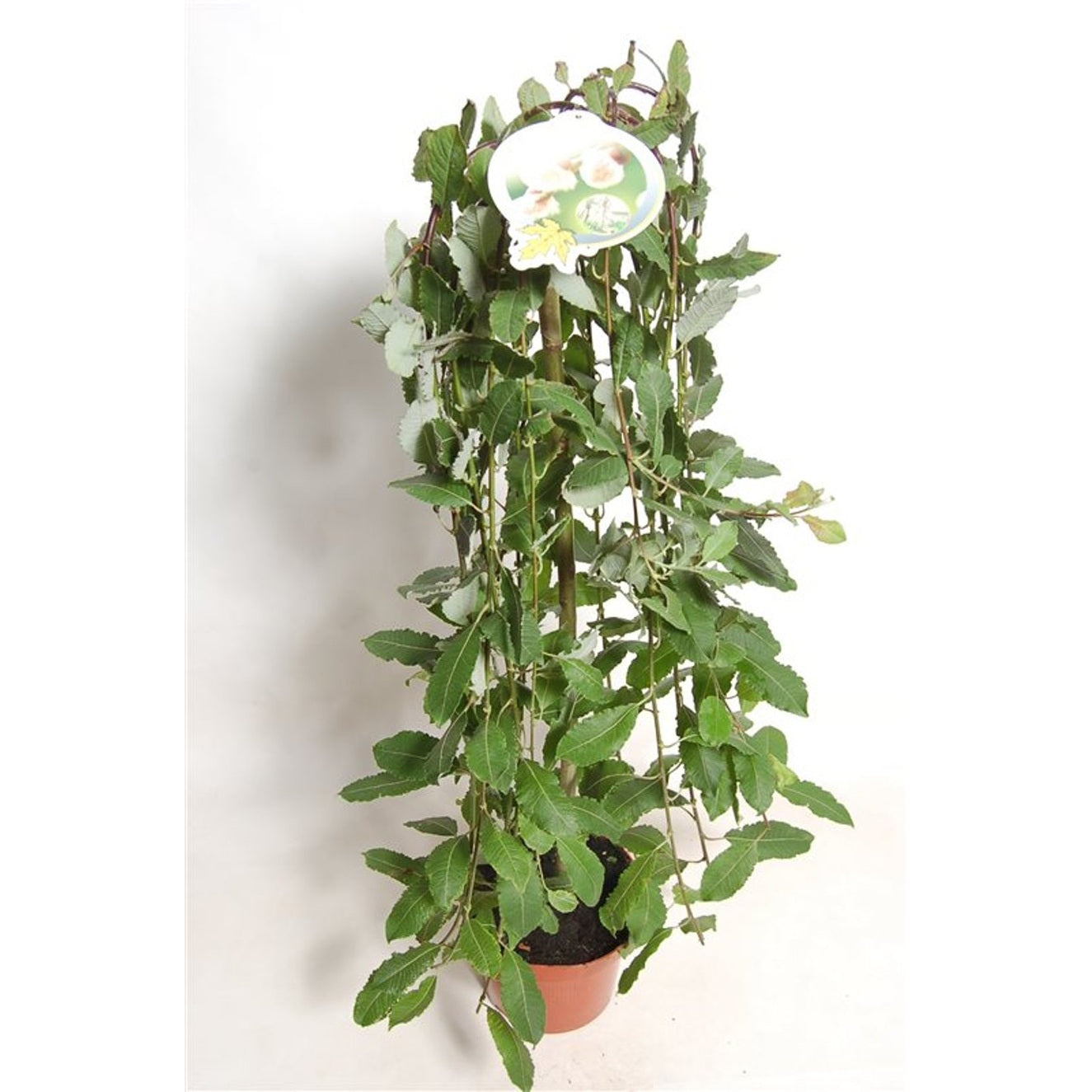 Hängsälg – Salix caprea 'Kilmarnock' - 80 CM Stem C5