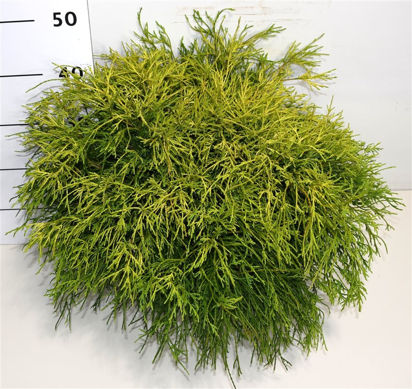 Ädelcypress – Chamaecyparis pisifera 'Sungold' - C7.5 40-50 cm.