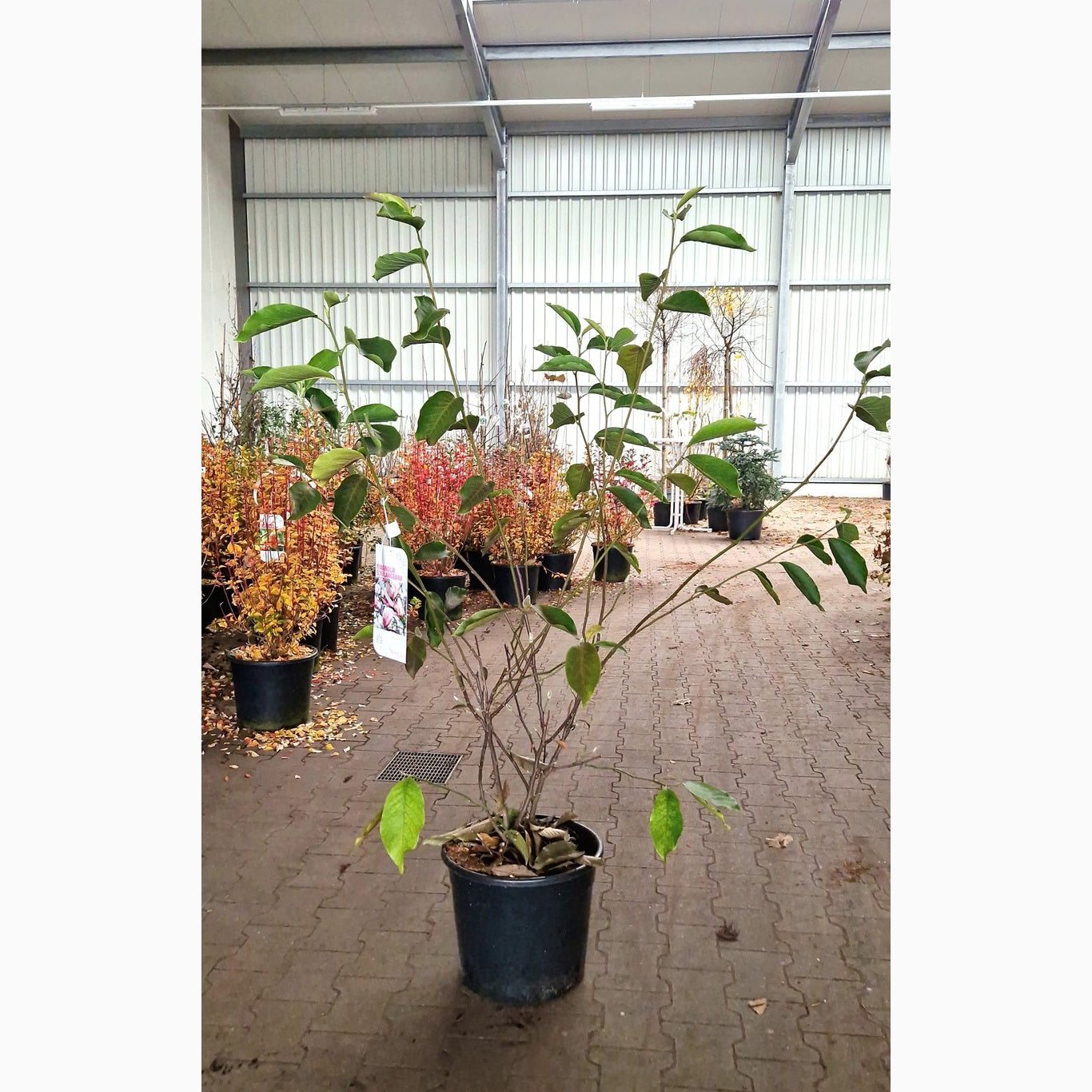 Äpple – Malus 'Snowdrift' - C20 125-150 CM