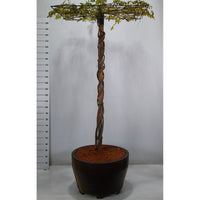 Japansk blåregn – Wisteria brachybotrys 'Yokohama fuji' - C160 200cm. Hoogstam Dakvorm