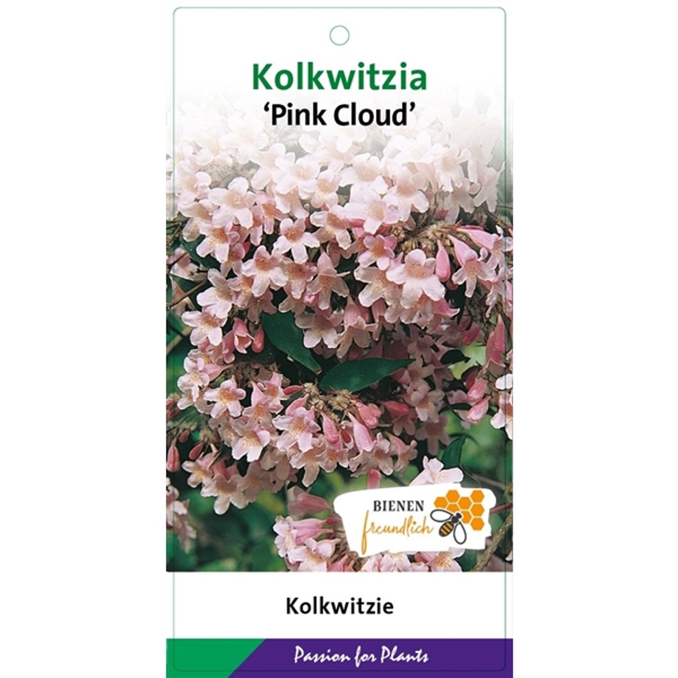 Paradisbuske – Kolkwitzia amabilis 'Pink Cloud' - C5 50-60 CM