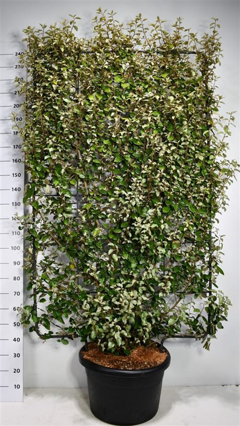 Silverolvon – Elaeagnus ebbingei 'Compacta' - C60 200 cm. Scherm